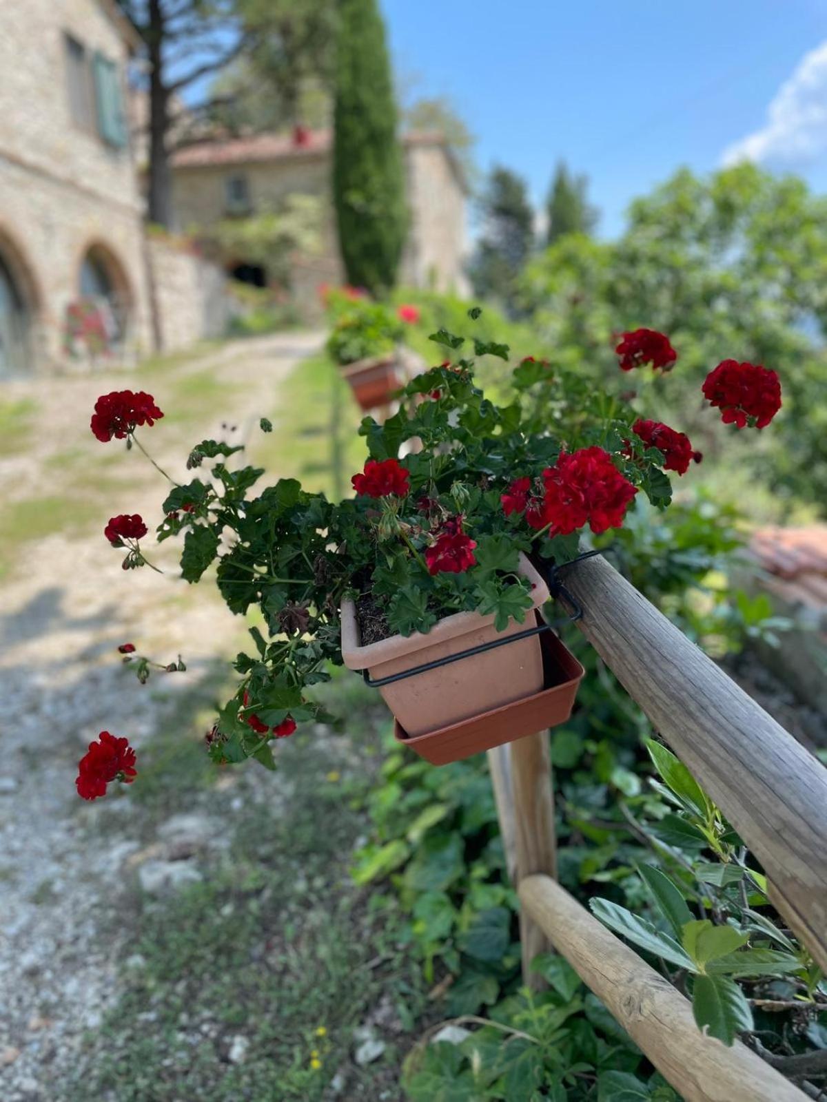 Casa Degli Ulivi - Cottage With Swimming Pool Castellina in Chianti Exteriör bild